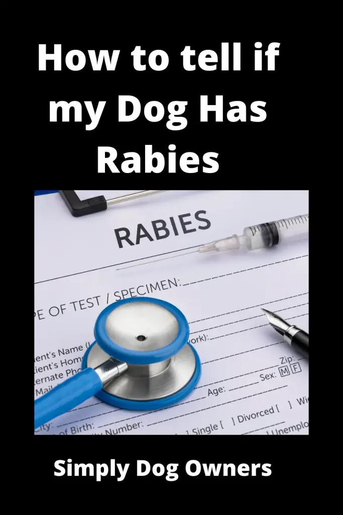 How to tell if my Dog Has Rabies - Quickly Rush to Vet 1