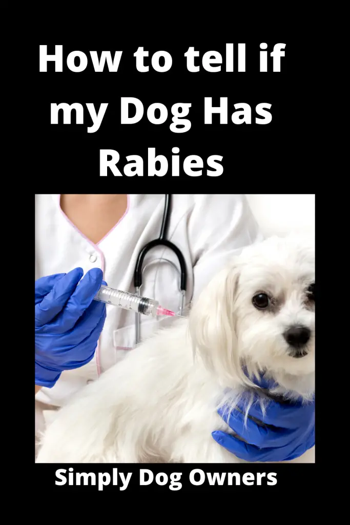 How to tell if my Dog Has Rabies - Quickly Rush to Vet 2