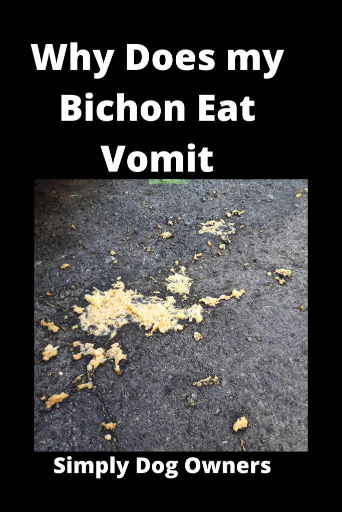Bichon Frise Stomach Problems - Eat Vomit 1