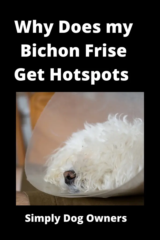 Why Does my Bichon Frise Get Hotspots - 21 Agonizing Reasons 1