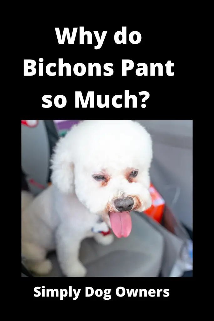 Why do Bichons Pant so Much? 15 Immediate Causes 2