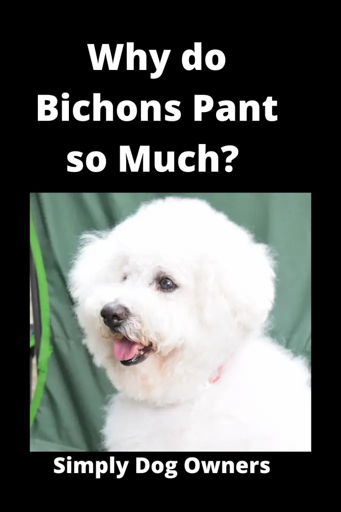 Why do Bichons Pant so Much? 15 Immediate Causes 1