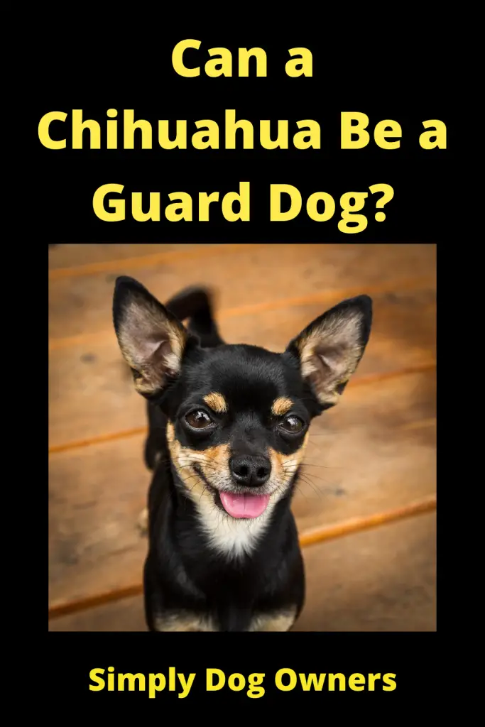 Can a Chihuahua Be a Guard Dog? 2
