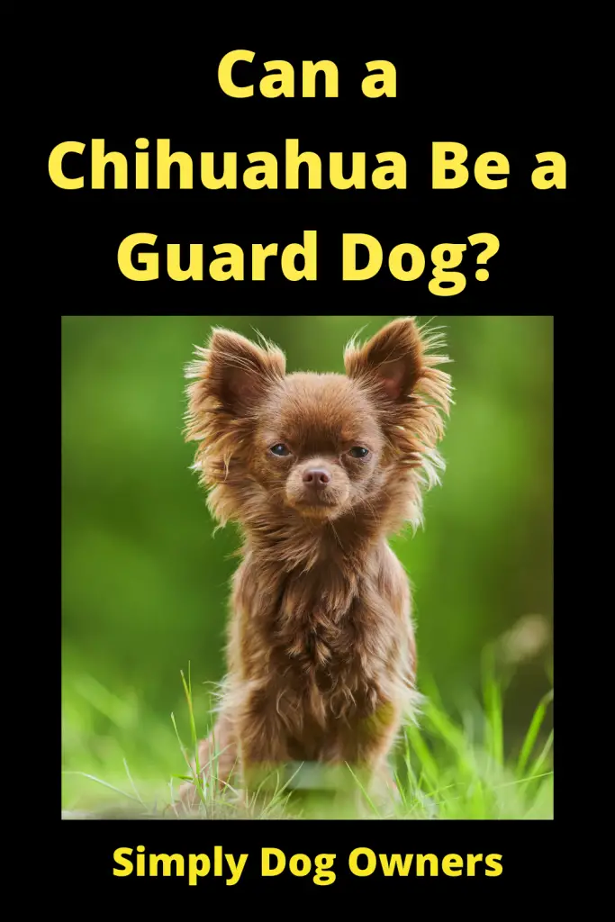 Can a Chihuahua Be a Guard Dog? 3