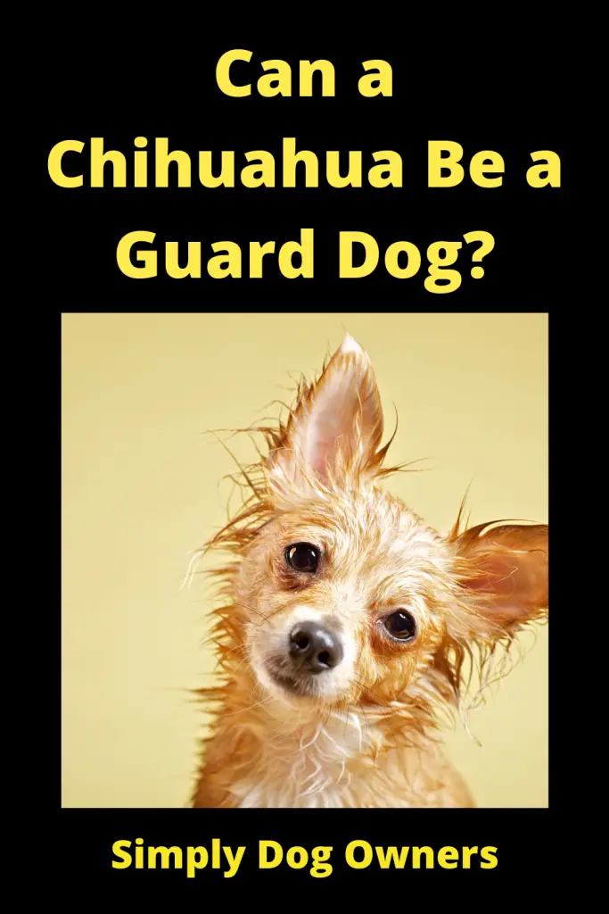 Can a Chihuahua Be a Guard Dog? 4