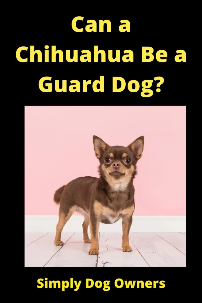 Can a Chihuahua Be a Guard Dog? 1