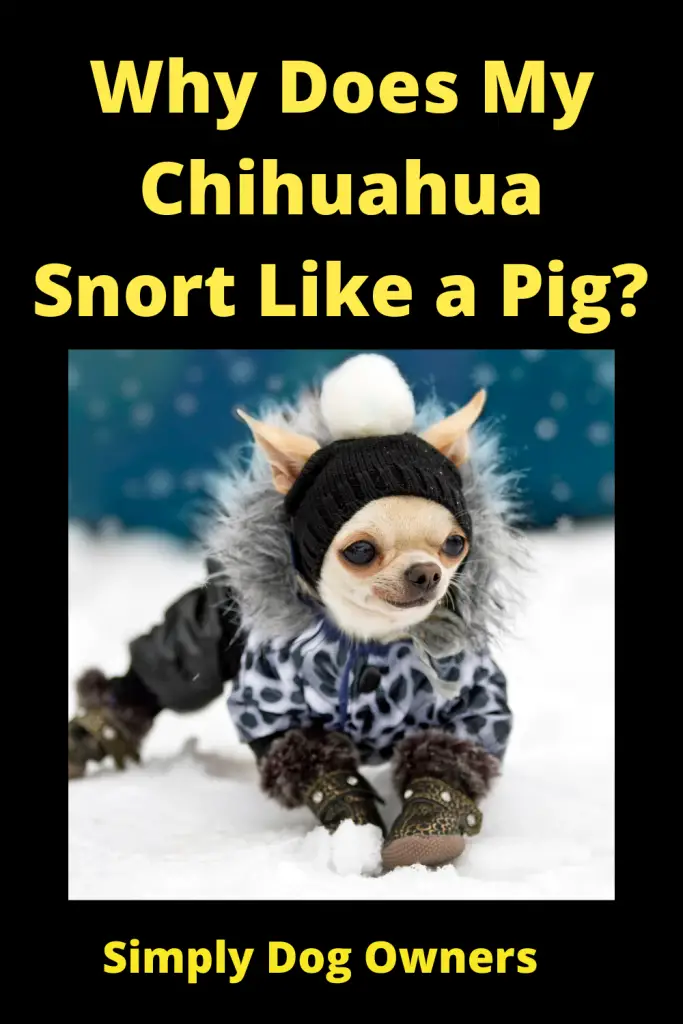 Why Does My Chihuahua Snort Like a Pig? 2