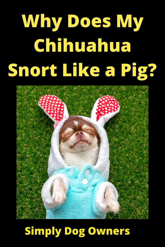 Why Does My Chihuahua Snort Like a Pig? 3