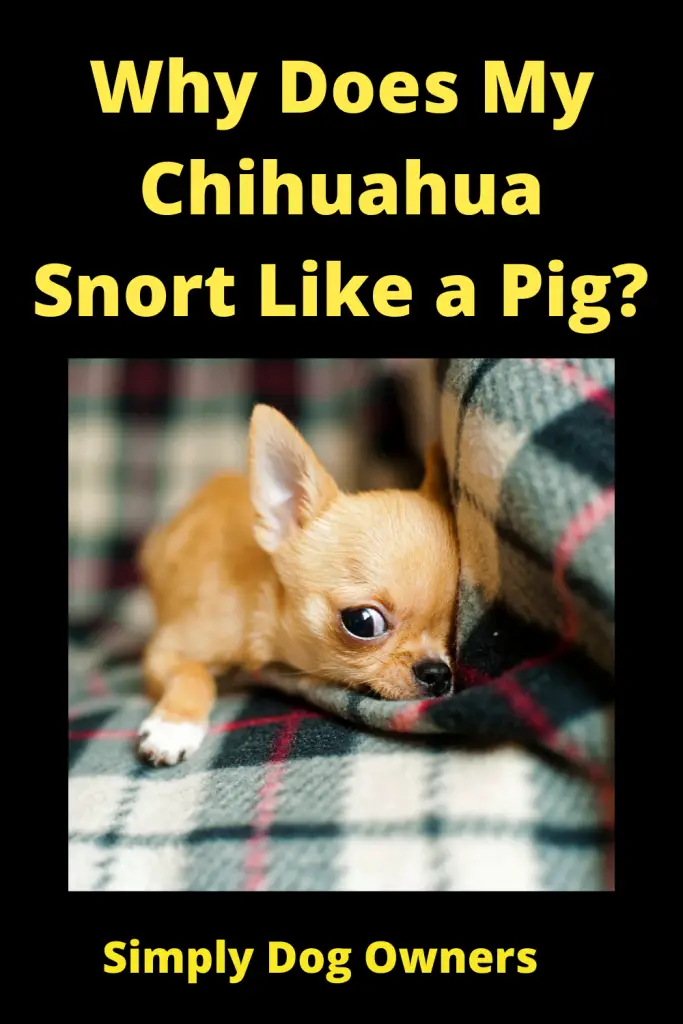 Why Does My Chihuahua Snort Like a Pig? 4
