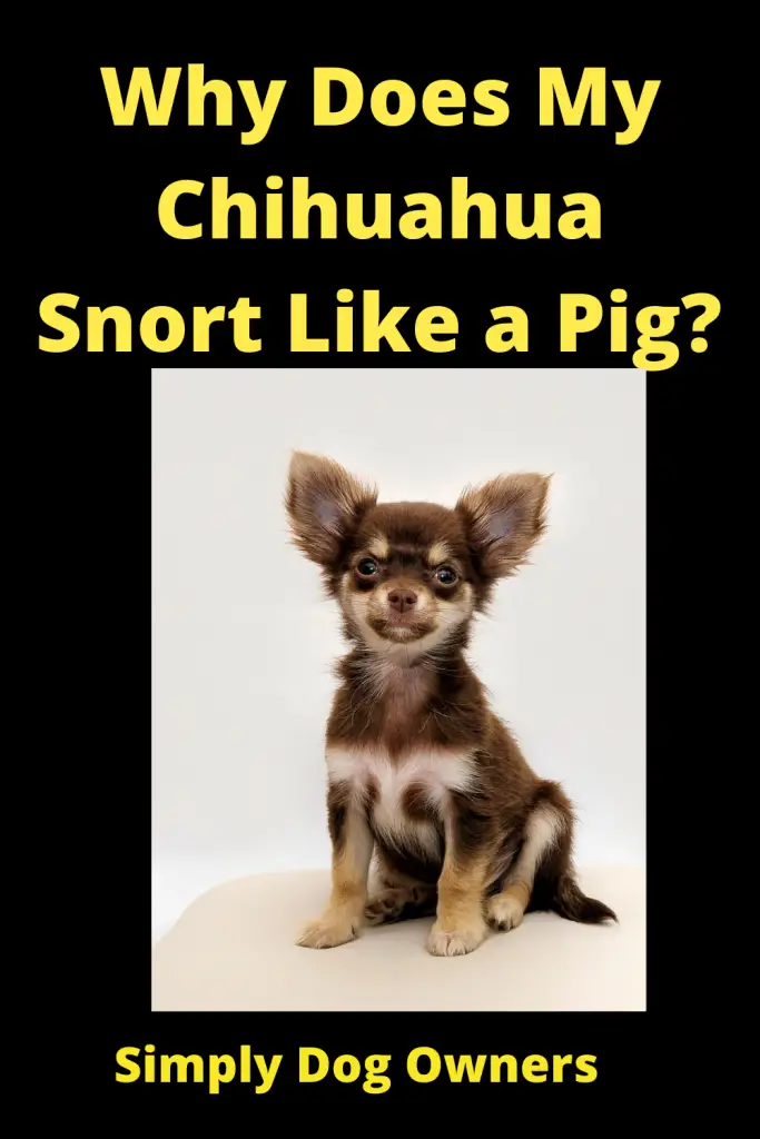Why Does My Chihuahua Snort Like a Pig? 1