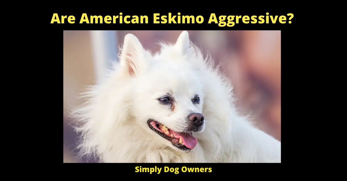 Are American Eskimo Aggressive?