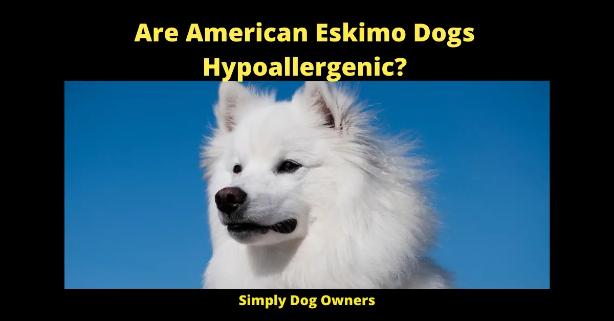 Are American Eskimo Dogs Hypoallergenic?