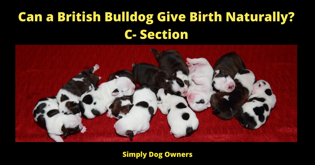 Can a British Bulldog Give Birth Naturally? C- Section