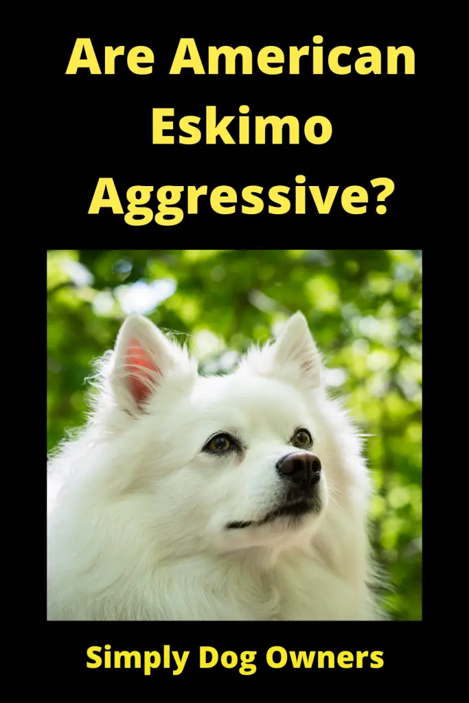 Are American Eskimo Aggressive? 2