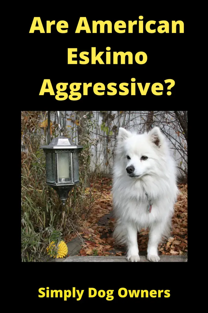 Are American Eskimo Aggressive? 3