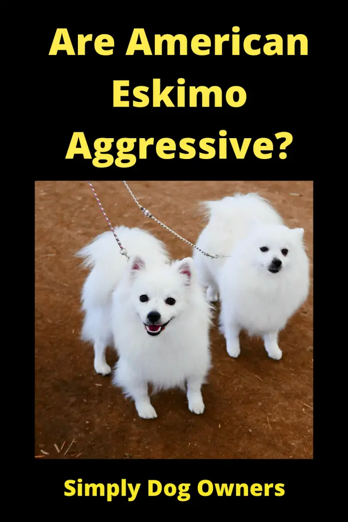 Are American Eskimo Aggressive? 4