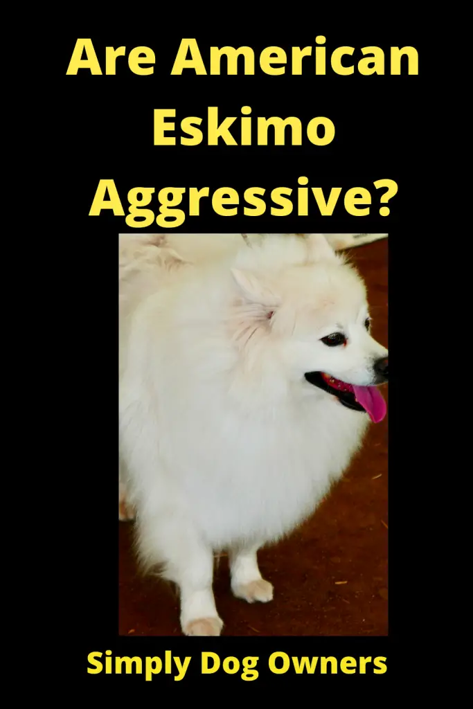 Are American Eskimo Aggressive? 1