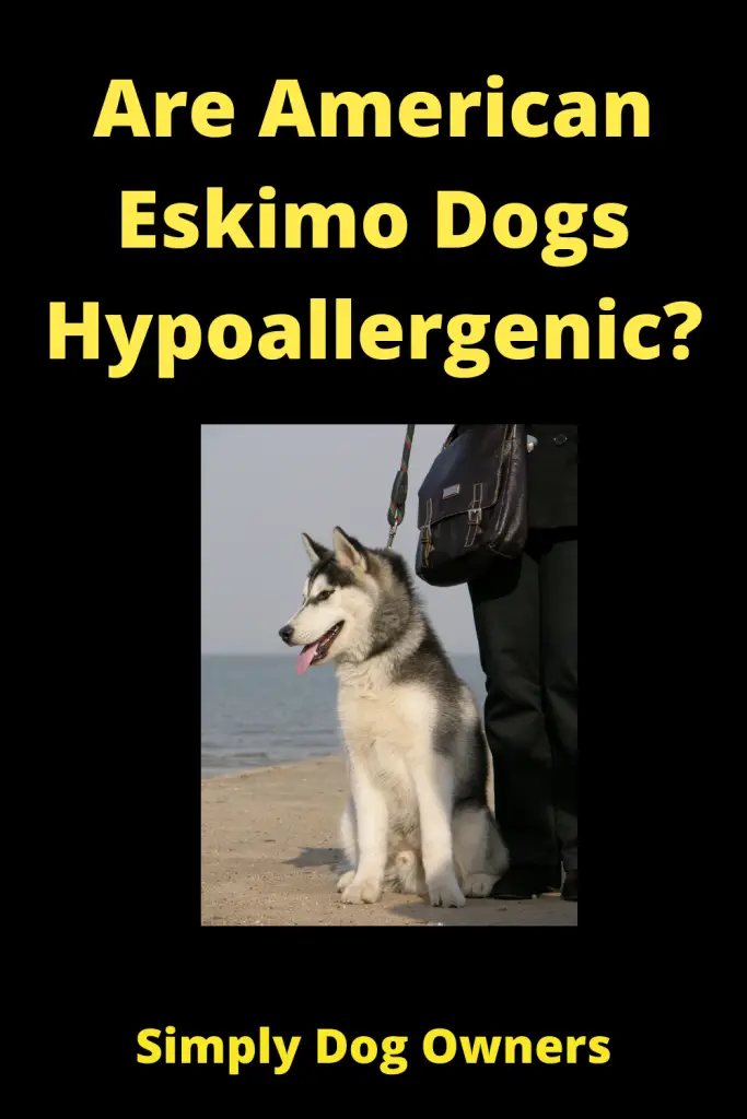 Are American Eskimo Dogs Hypoallergenic? 2
