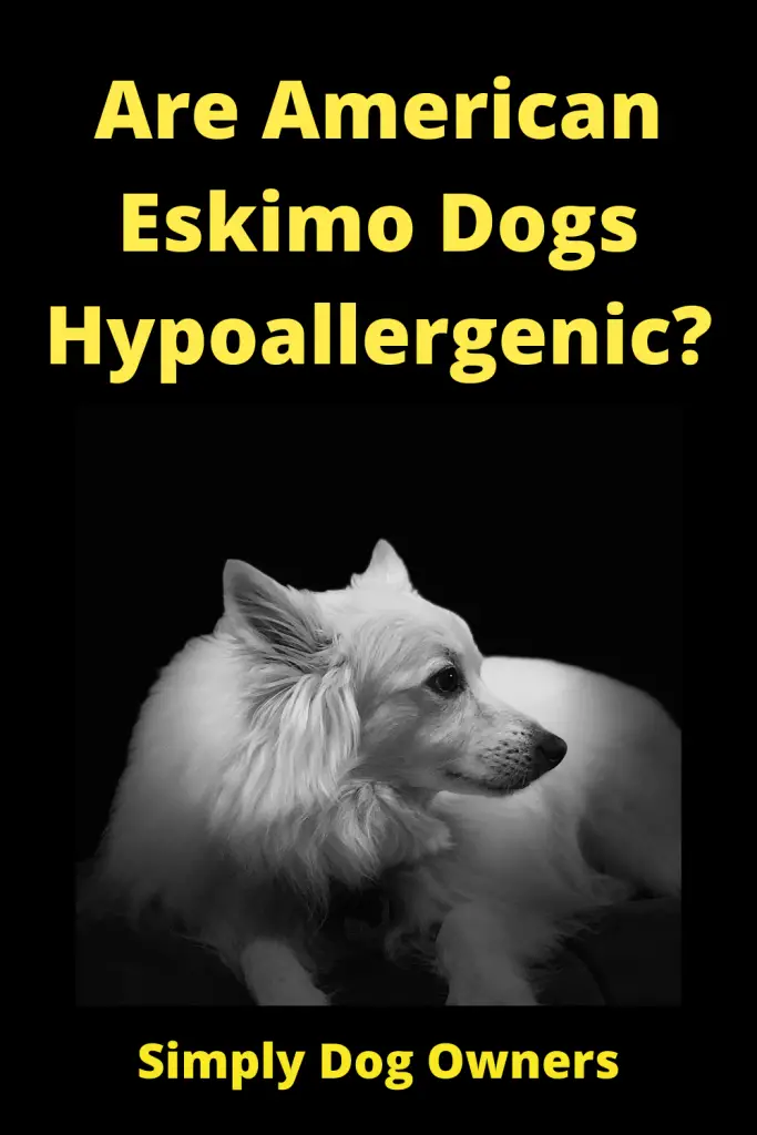 Are American Eskimo Dogs Hypoallergenic? 3