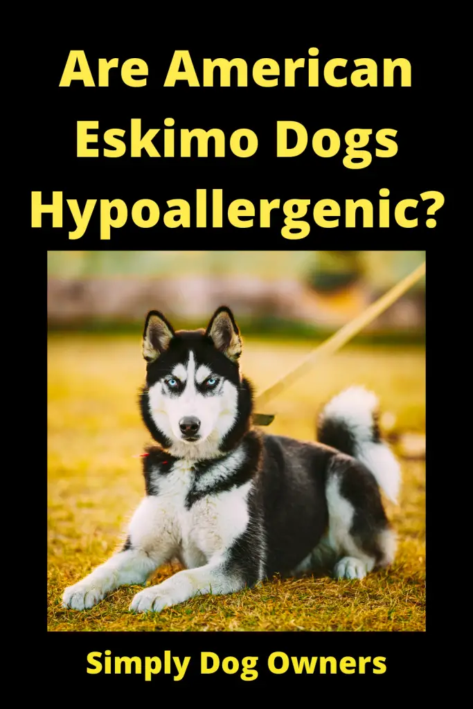 Are American Eskimo Dogs Hypoallergenic? 5