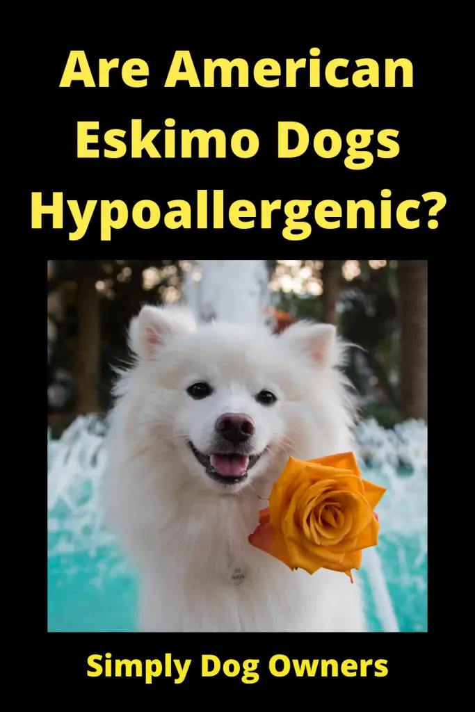 Are American Eskimo Dogs Hypoallergenic? 1