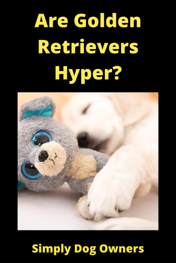 Are Golden Retrievers Hyper? 3
