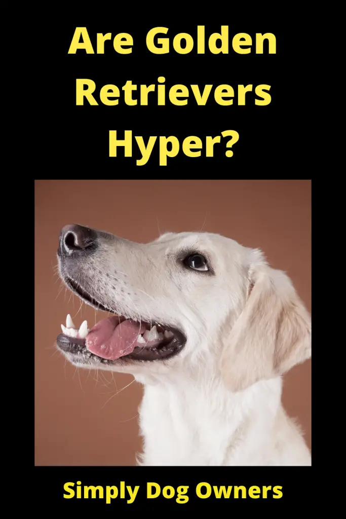 Are Golden Retrievers Hyper? 1