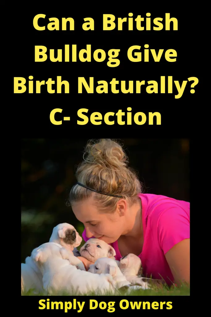 Can English Bulldogs Give Birth Naturally? C- Section 2