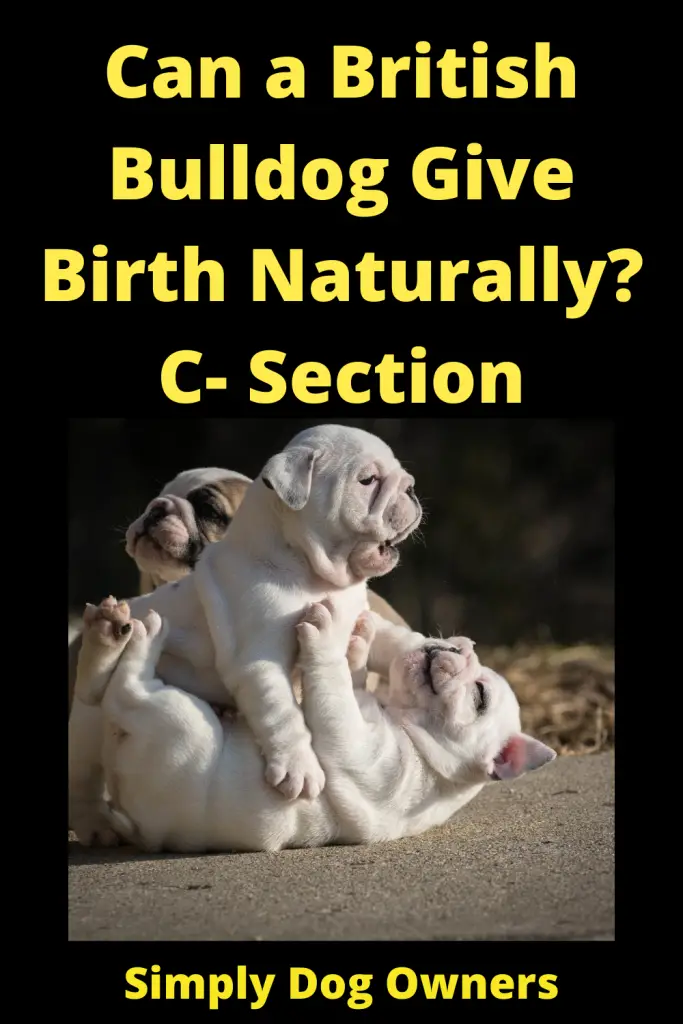 Can English Bulldogs Give Birth Naturally? C- Section 3