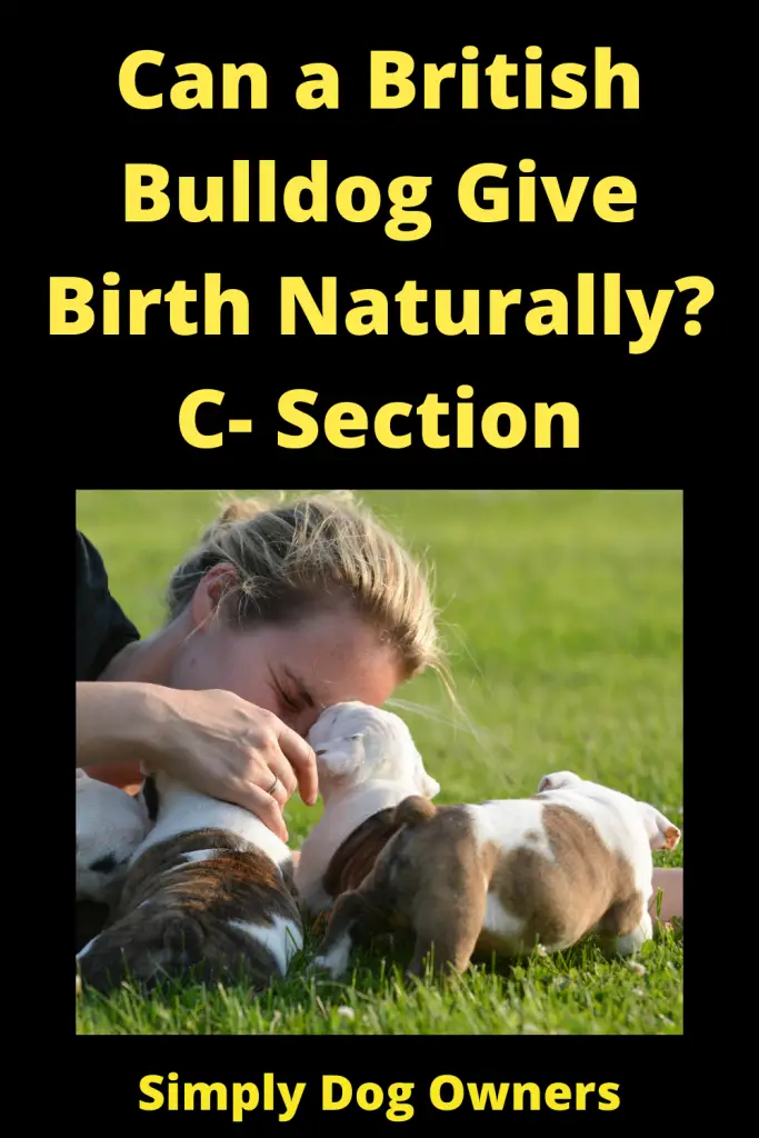 Can English Bulldogs Give Birth Naturally? C- Section 4
