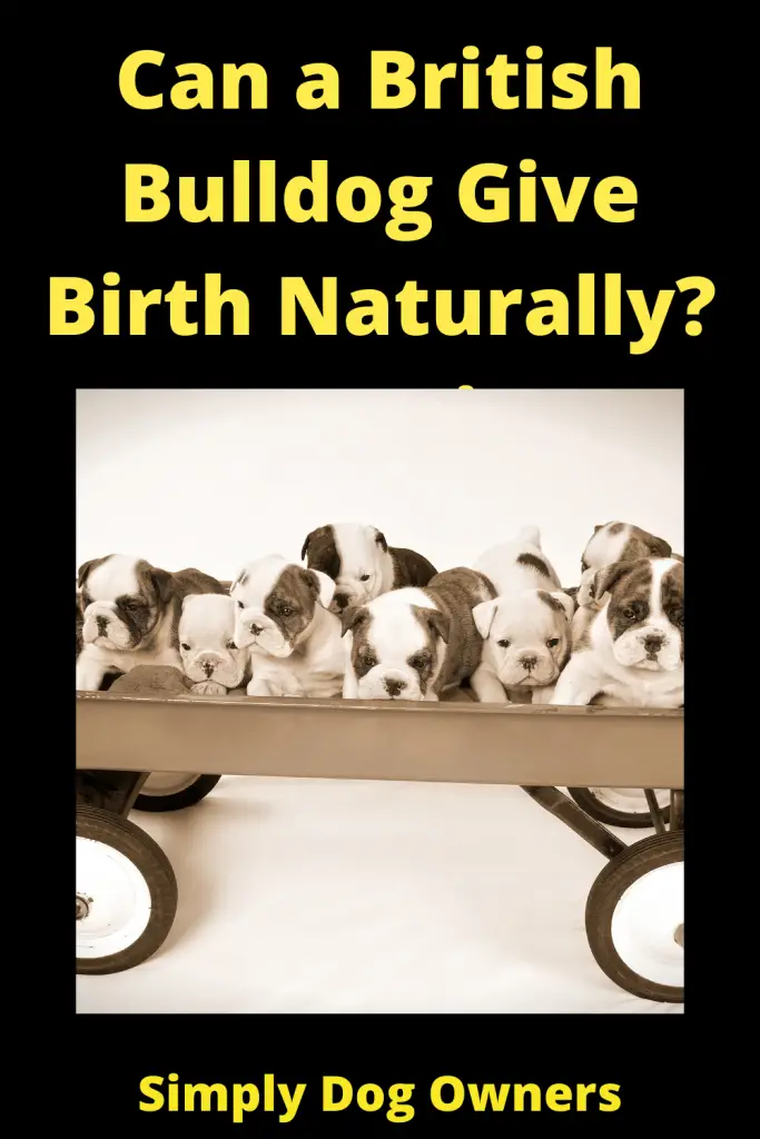 Can English Bulldogs Give Birth Naturally? C- Section 1