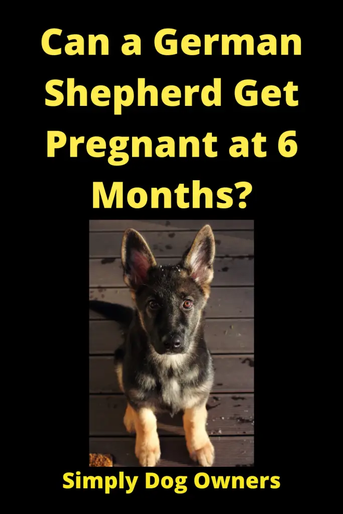 When Can a German Shepherd Get Pregnant at 6 Months? 2