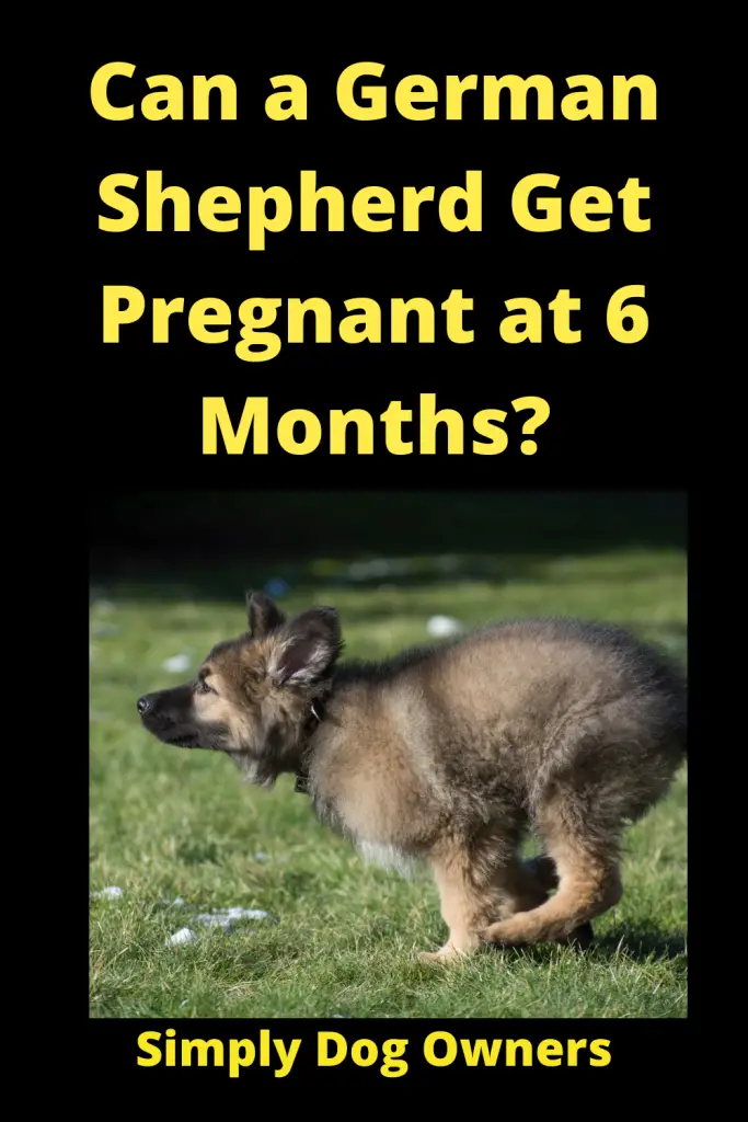 When Can a German Shepherd Get Pregnant at 6 Months? 3