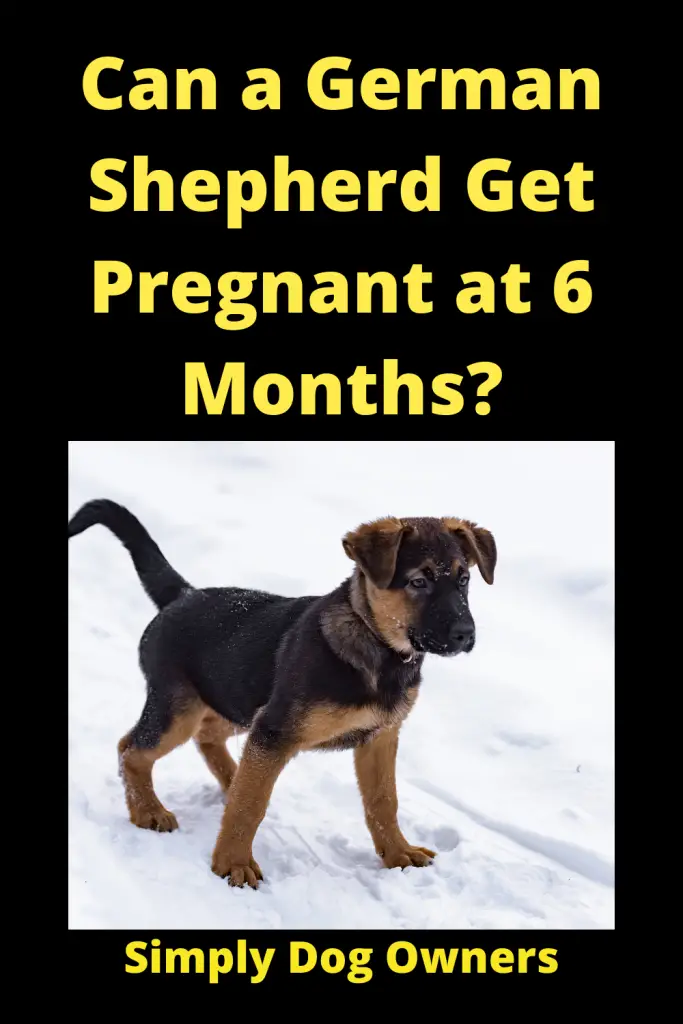 When Can a German Shepherd Get Pregnant at 6 Months? 4