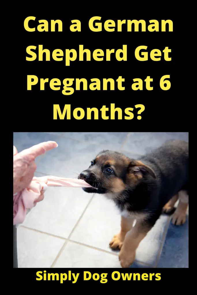 When Can a German Shepherd Get Pregnant at 6 Months? 1