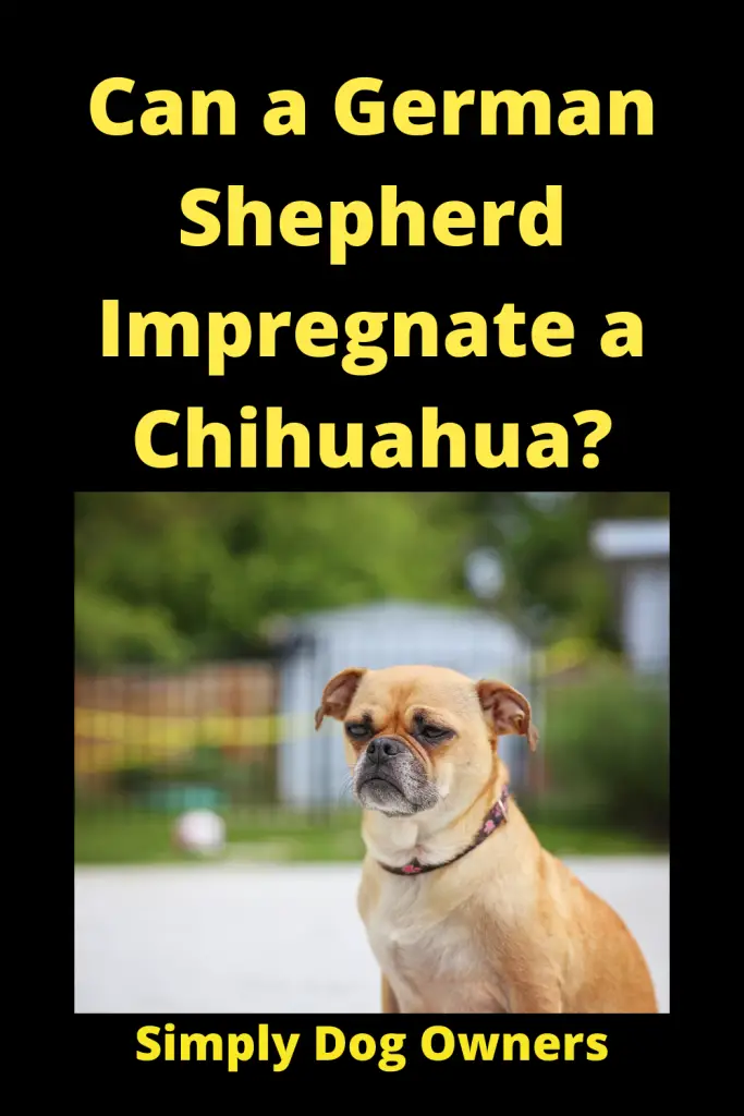 Can a German Shepherd Impregnate a Chihuahua / Designer Dogs 2