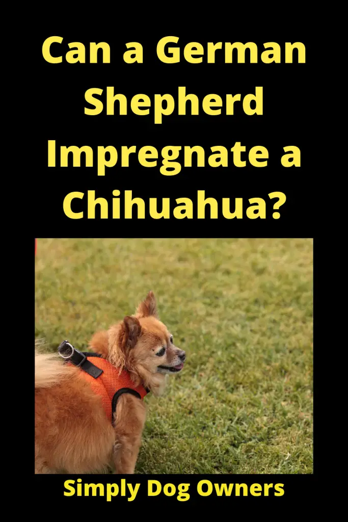 Can a German Shepherd Impregnate a Chihuahua / Designer Dogs 3