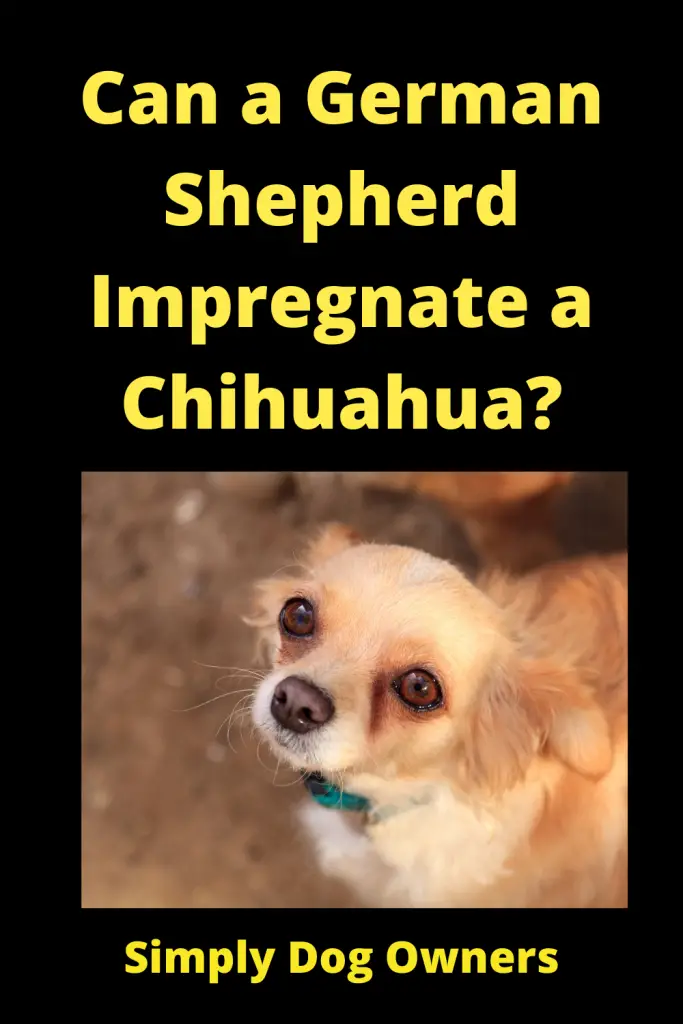 Can a German Shepherd Impregnate a Chihuahua / Designer Dogs 4