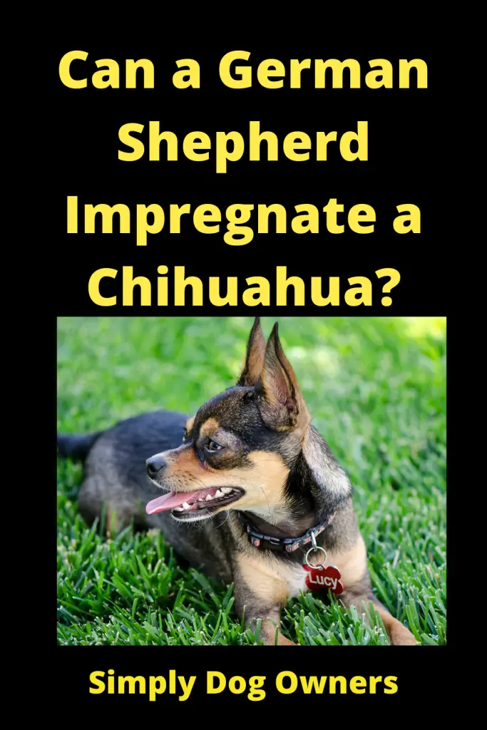 Can a German Shepherd Impregnate a Chihuahua / Designer Dogs 1