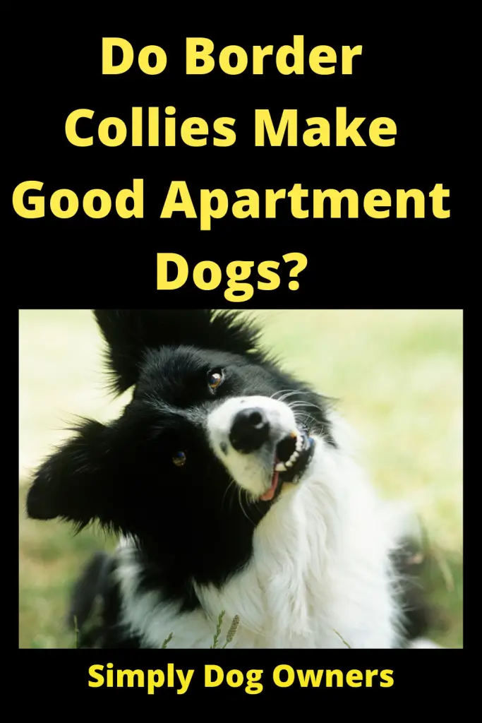 Do Border Collies Make Good Apartment Dogs? 2