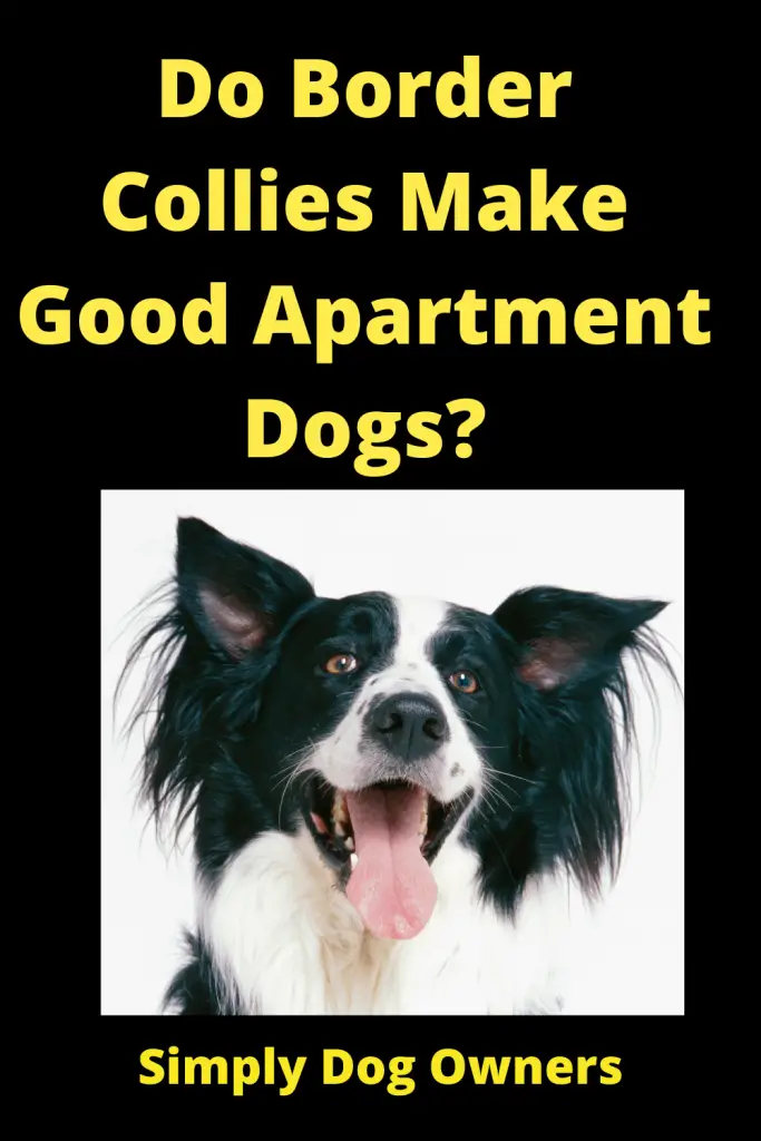 Do Border Collies Make Good Apartment Dogs? 3