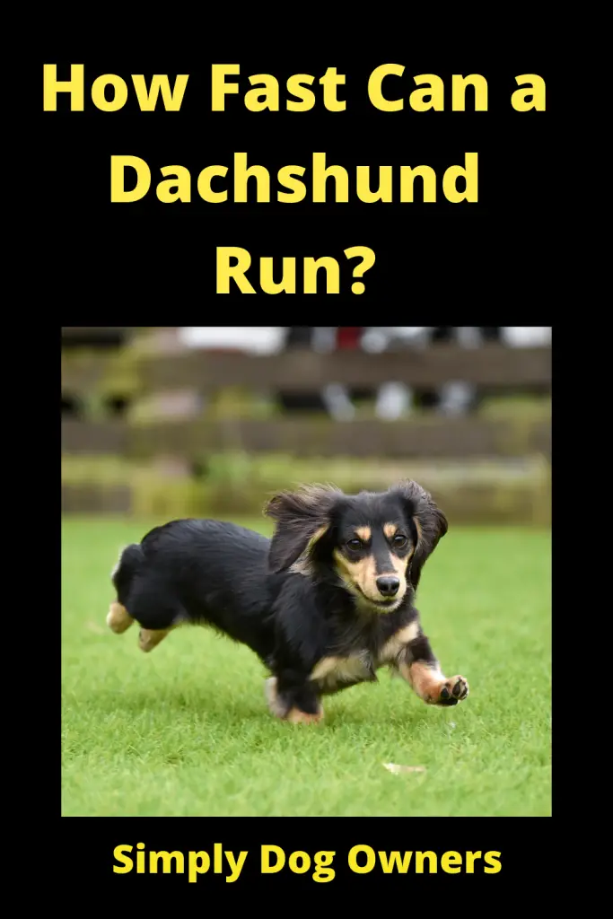 How Fast Can a Dachshund Run? / Sausage Dogs 3