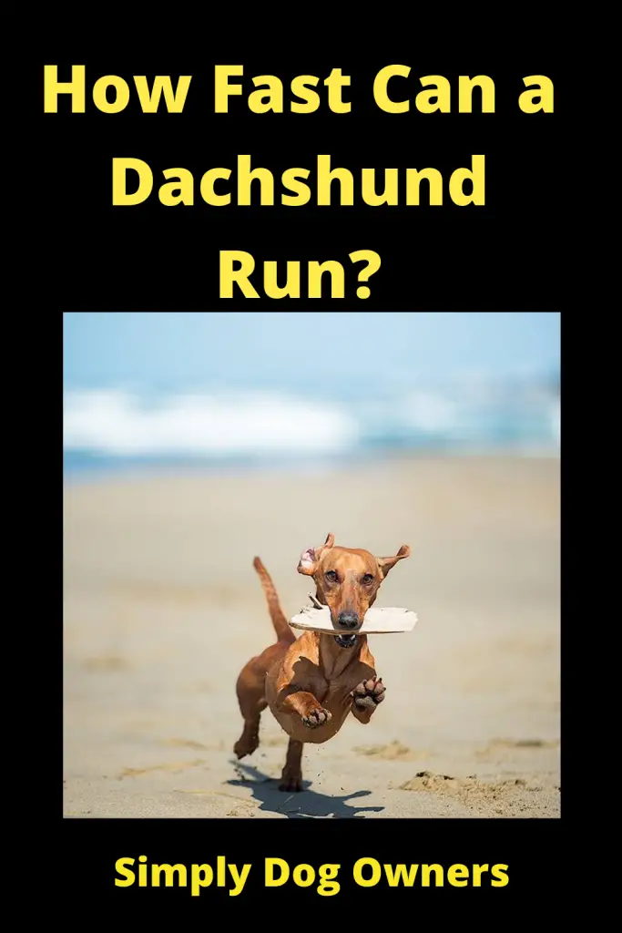 How Fast Can a Dachshund Run? / Sausage Dogs 4