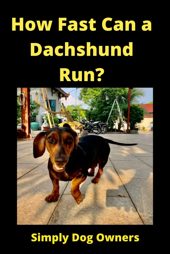 How Fast Can a Dachshund Run? / Sausage Dogs 1