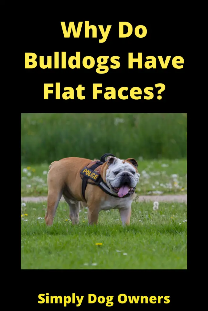 Why Do Bulldogs Have Flat Faces? Brachycephalic Breed 2