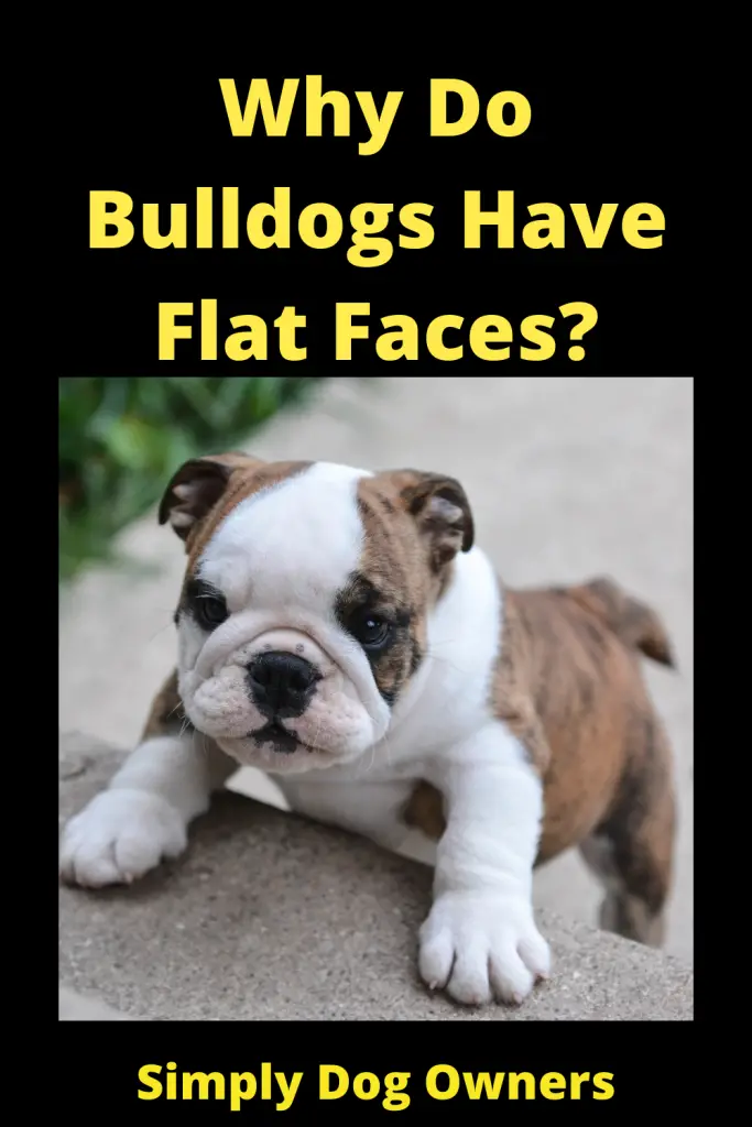 Why Do Bulldogs Have Flat Faces? Brachycephalic Breed 3