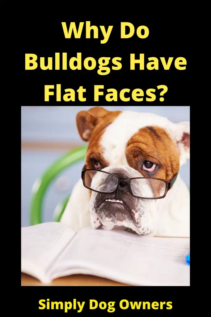 Why Do Bulldogs Have Flat Faces? Brachycephalic Breed 4