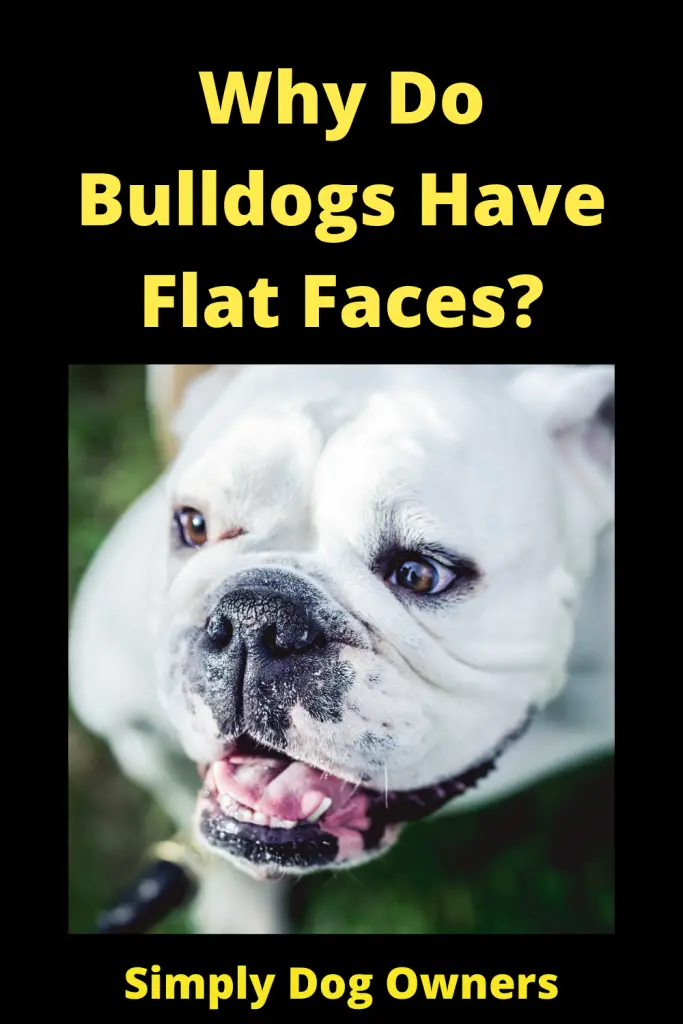 Why Do Bulldogs Have Flat Faces? Brachycephalic Breed 5