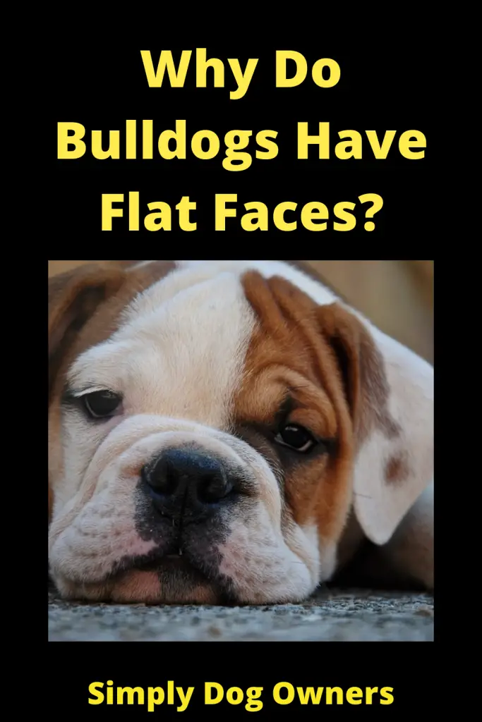 Why Do Bulldogs Have Flat Faces? Brachycephalic Breed 1