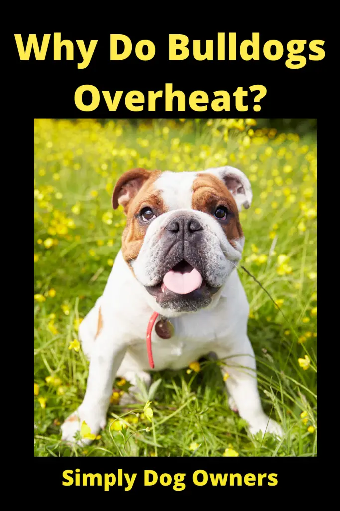 Why Do Bulldogs Overheat? 2